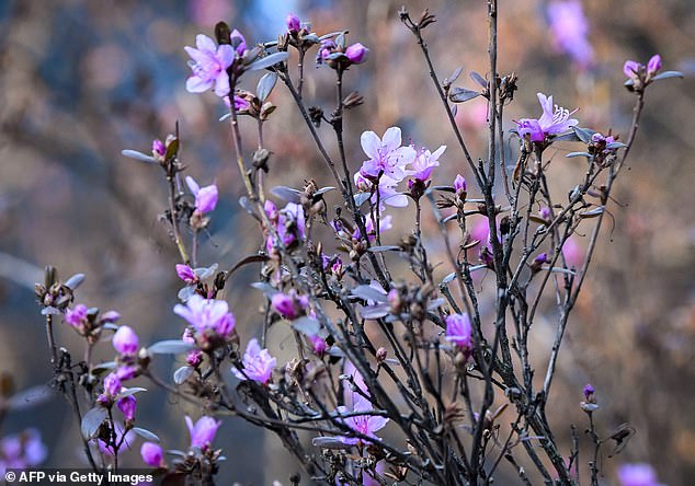 Flowers of rhododendron blossom at the botanical garden of Moscow