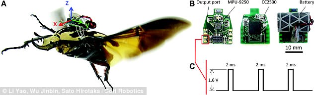 The researchers found that two short pulses lasting 150 milliseconds, with a 50 millisecond break in between, was most effective in controlling the beetles