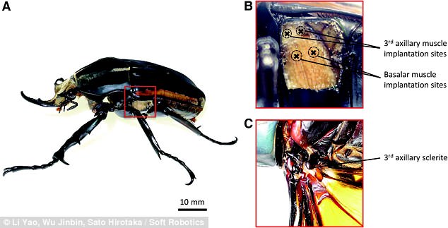 Researchers in Singapore have managed to control the flight paths of adult male M. torquata beetles by implanting electrodes into four of their flight muscles