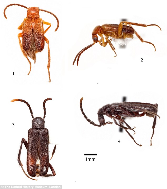 Natural History Museum beetle collections manager, Max Barclay has described Ivierhipidius for the first time after spotting two winged male specimens among a sample of several thousand mixed insects collected on a field trip in Central America. Ivierhipidius paradoxus is pictured top and Ivierhipidius youngi, bottom