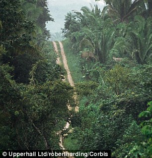 A stock image of a track running through the rainforest