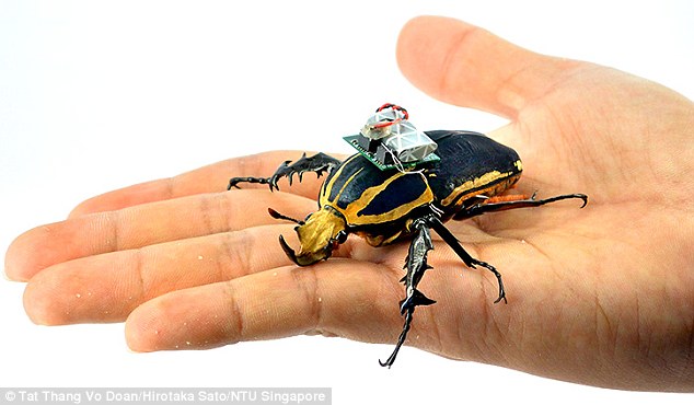 Scientists have shown they can control the movement of giant flower beetles by inserting tiny electrodes into their muscles. Their most recent study