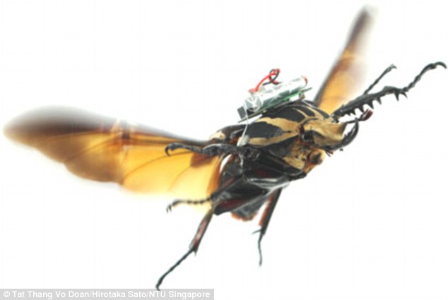 The research builds on a previous study where the researchers showed they could control the flight of giant flower beetles in mid-air by stimulating the muscles that power their wings (pictured) 