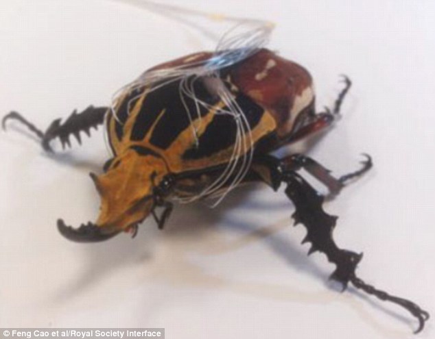 The researchers implanted eight electrodes into eight muscles of the beetles