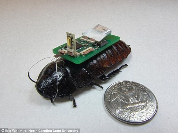 North Carolina State University researchers have developed technology that allows cockroaches (pictured) to pick up sounds with small microphones and seek out the source of the sound. They could be used in emergency situations to detect survivors