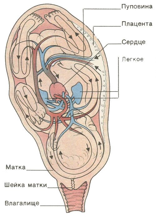 Пуповина строение. Кровообращение в плаценте. Кровообращение плода схема. Плацента и пуповина строение.