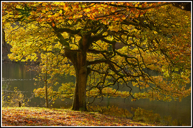 Forest of Dean