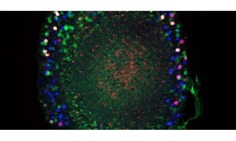 Cells in the Drosophila optical system. Credit: Zinn laboratory Protein signposts guide formation of neural connections