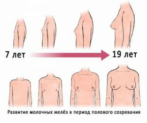 Этапы роста груди рисунок