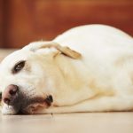Собака падает в обморок – Собака потеряла сознание: причины и что делать